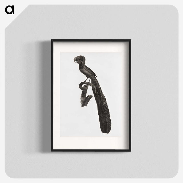 1-49_Des-Oiseaux-de-Paradis_blk