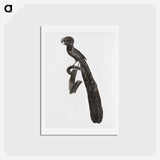 1-49_Des-Oiseaux-de-Paradis_hagaki