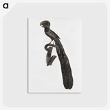 1-49_Des-Oiseaux-de-Paradis_postcard