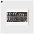 アートポストカード-Acrobat Descending Stairs
 - エドワード マイブリッジ Postcard.