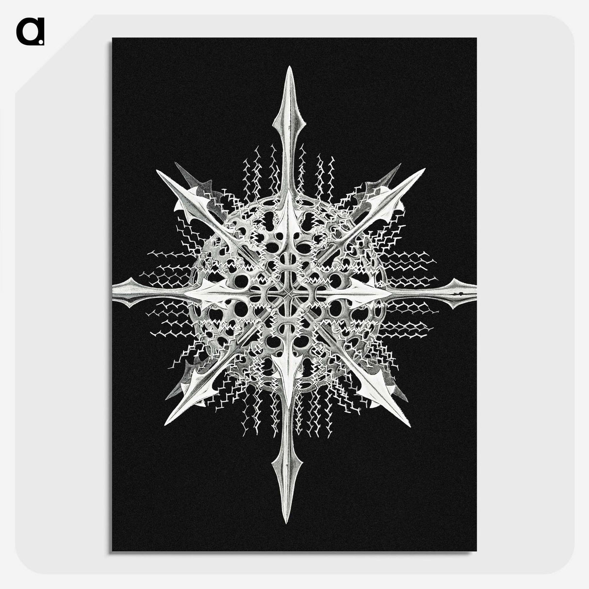 1-49_Ernst-Haeckel_picture-crop