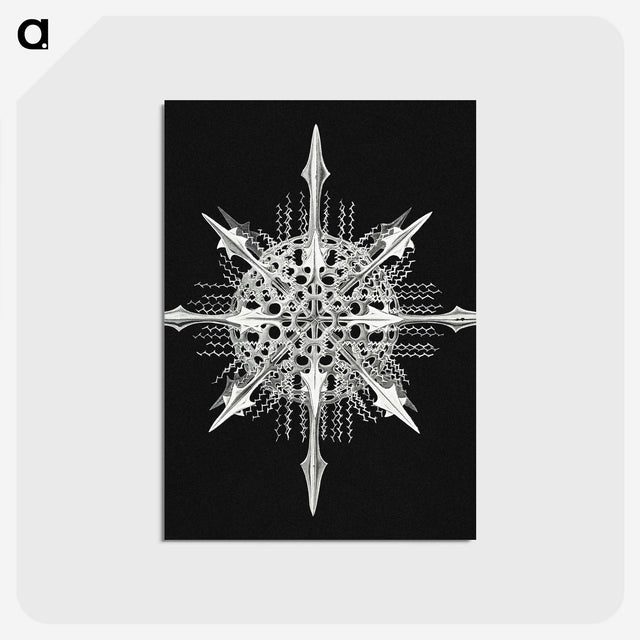 1-49_Ernst-Haeckel_postcard