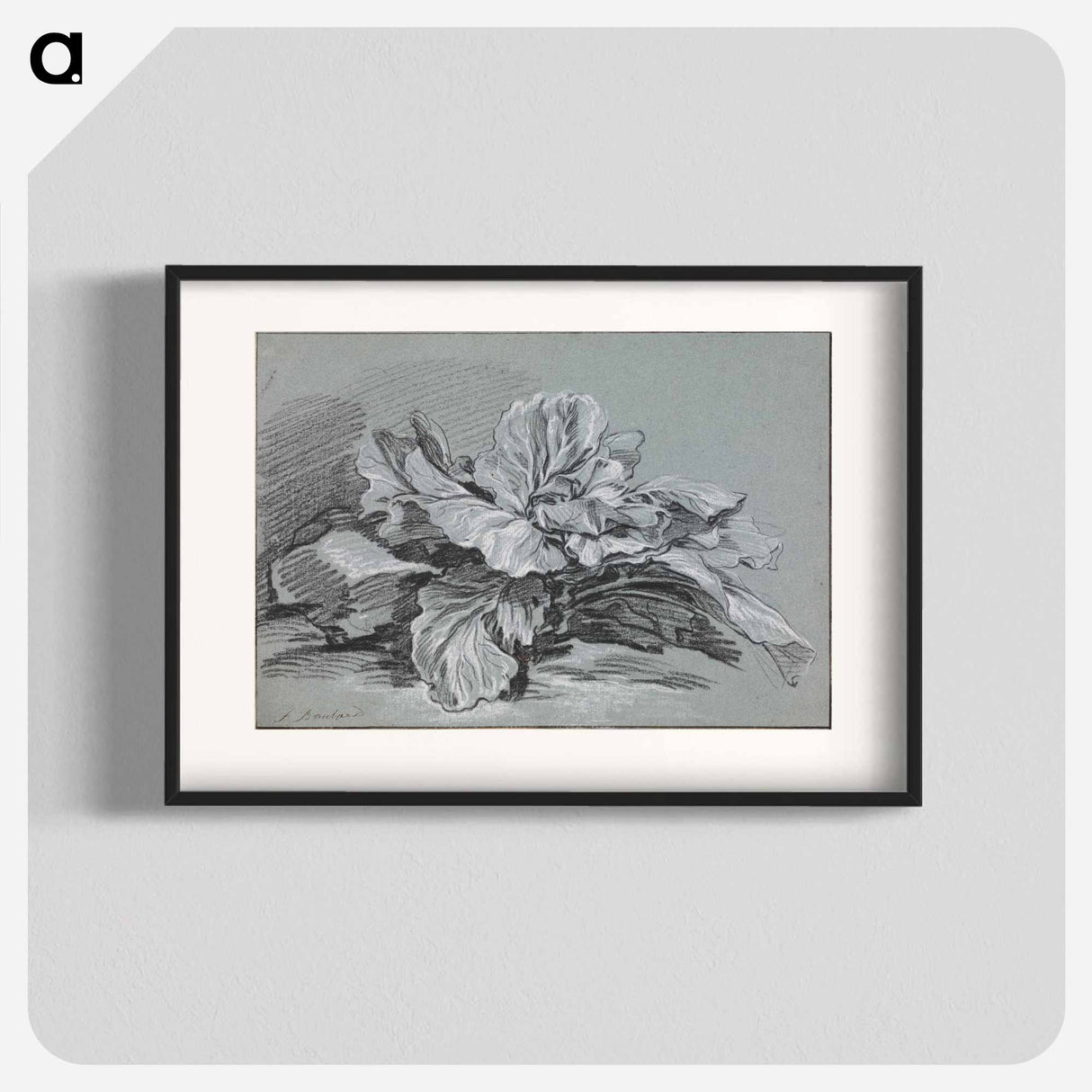 Study of a Cabbage - フランソワ ブーシェ Poster.