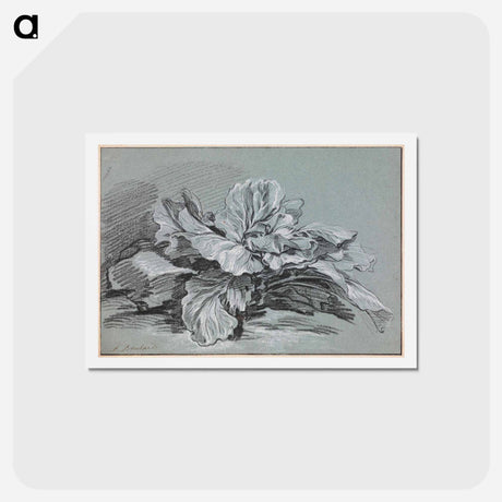 アートポストカード-Study of a Cabbage - フランソワ ブーシェ Postcard.