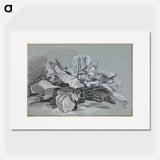 Study of a Cabbage - Francois Boucher Poster.