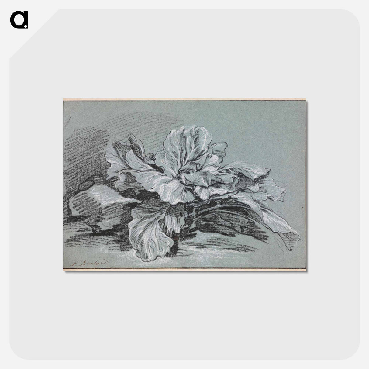 アートポストカード-Study of a Cabbage - フランソワ ブーシェ Postcard.