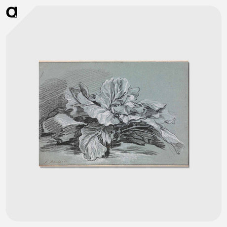 アートポストカード-Study of a Cabbage - フランソワ ブーシェ Postcard.