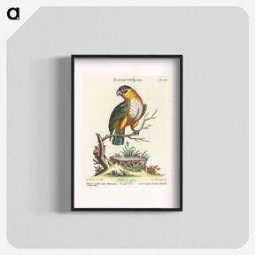 アートポスター-Psittacus Viridis Minor Mexicanus
 - ジョージ エドワーズ Poster.
