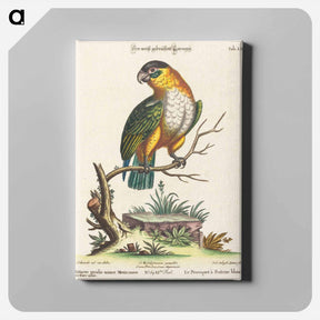 アートパネル-Psittacus Viridis Minor Mexicanus
 - ジョージ エドワーズ Canvas.