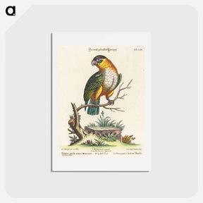 アートポストカード-Psittacus Viridis Minor Mexicanus
 - ジョージ エドワーズ Postcard.