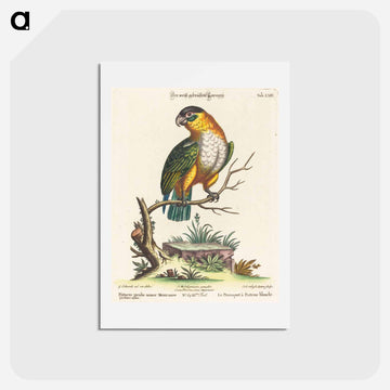 Psittacus Viridis Minor Mexicanus
 - ジョージ エドワーズ Postcard.