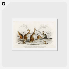 アートポストカード-Australian Marsupials
 - ゴールドスミスの生き生きとした自然 Postcard.