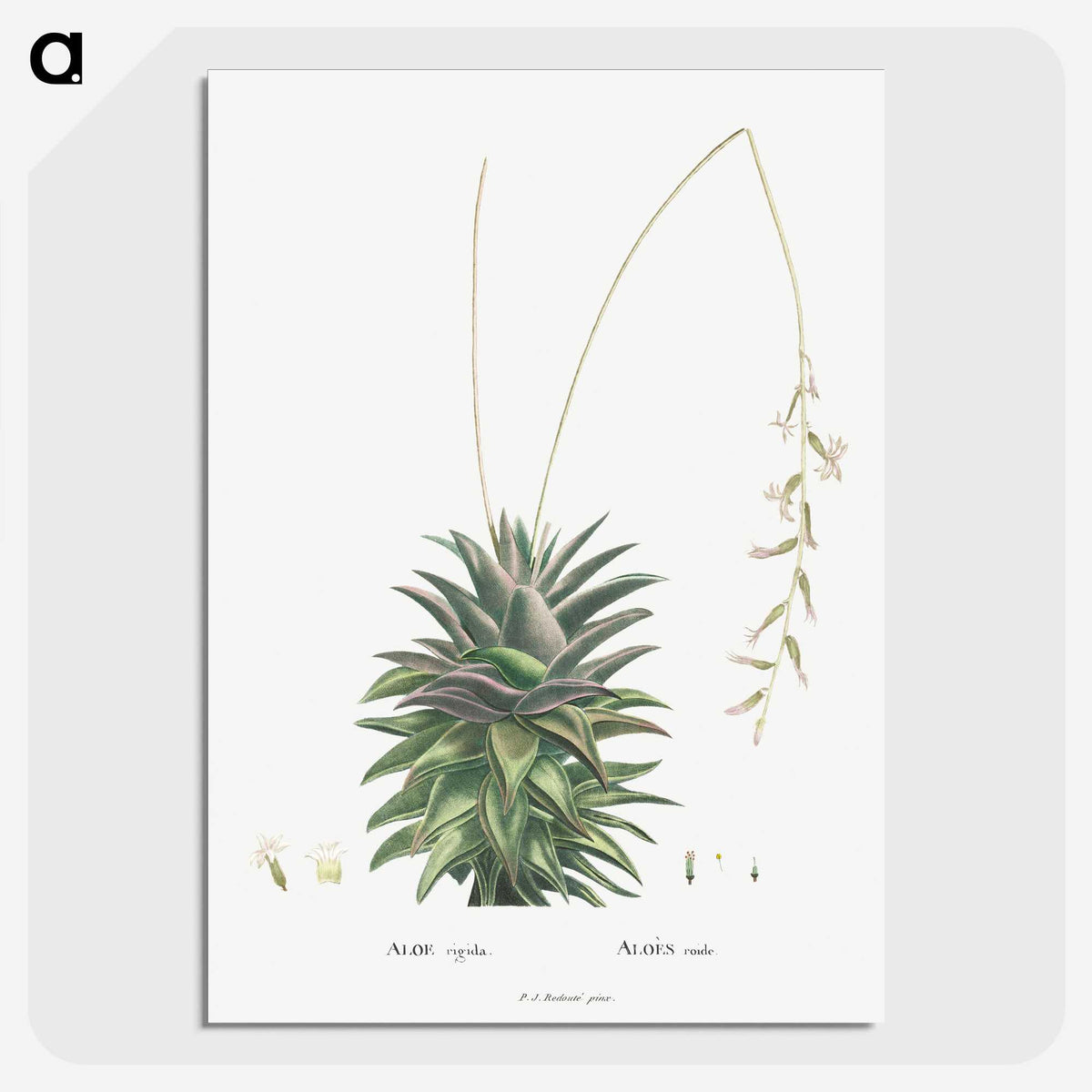 1-49_Histoire-des-Plantes-Grasses_picture-crop