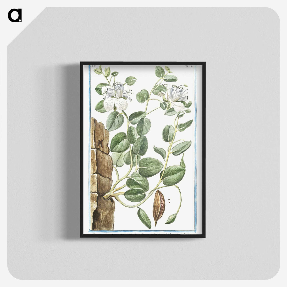 1-49_Hortus-Romanus-Botanical-Plates_blk-crop