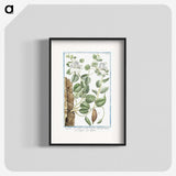 1-49_Hortus-Romanus-Botanical-Plates_blk