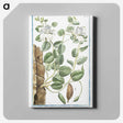 1-49_Hortus-Romanus-Botanical-Plates_canvas