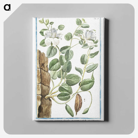 1-49_Hortus-Romanus-Botanical-Plates_canvas