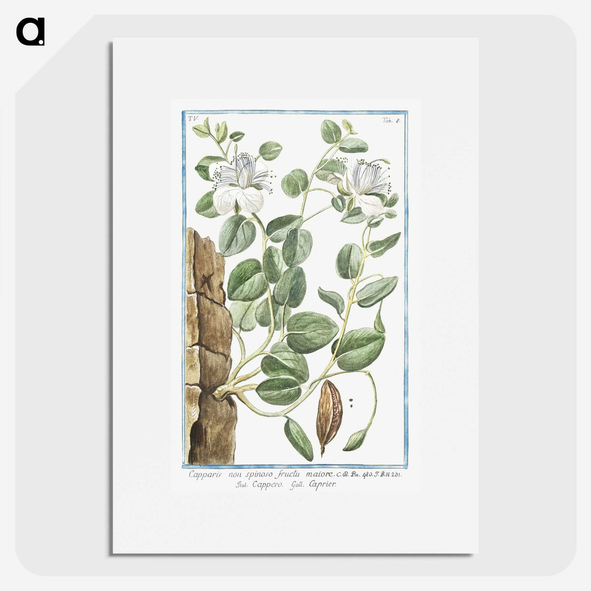 1-49_Hortus-Romanus-Botanical-Plates_picture