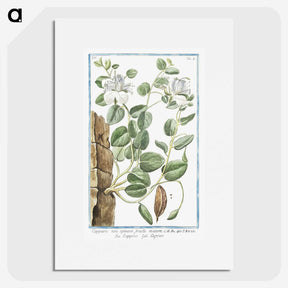 1-49_Hortus-Romanus-Botanical-Plates_picture