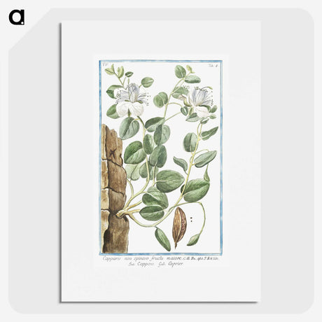 1-49_Hortus-Romanus-Botanical-Plates_picture