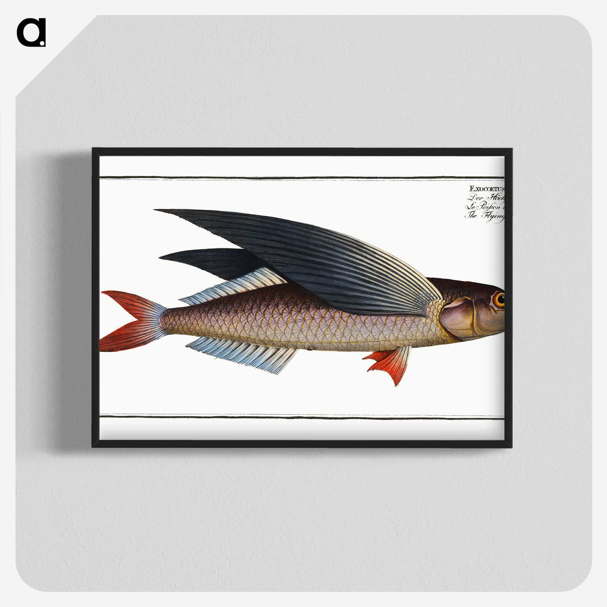 1-49_Ichtyologie-ou-Histoire-naturelle_blk-crop