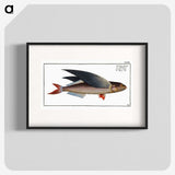 1-49_Ichtyologie-ou-Histoire-naturelle_blk