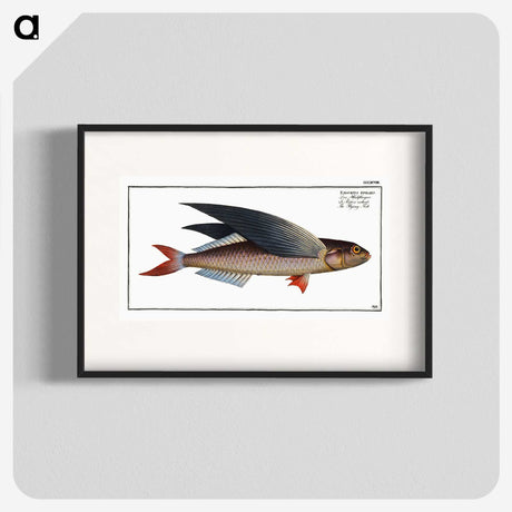 1-49_Ichtyologie-ou-Histoire-naturelle_blk