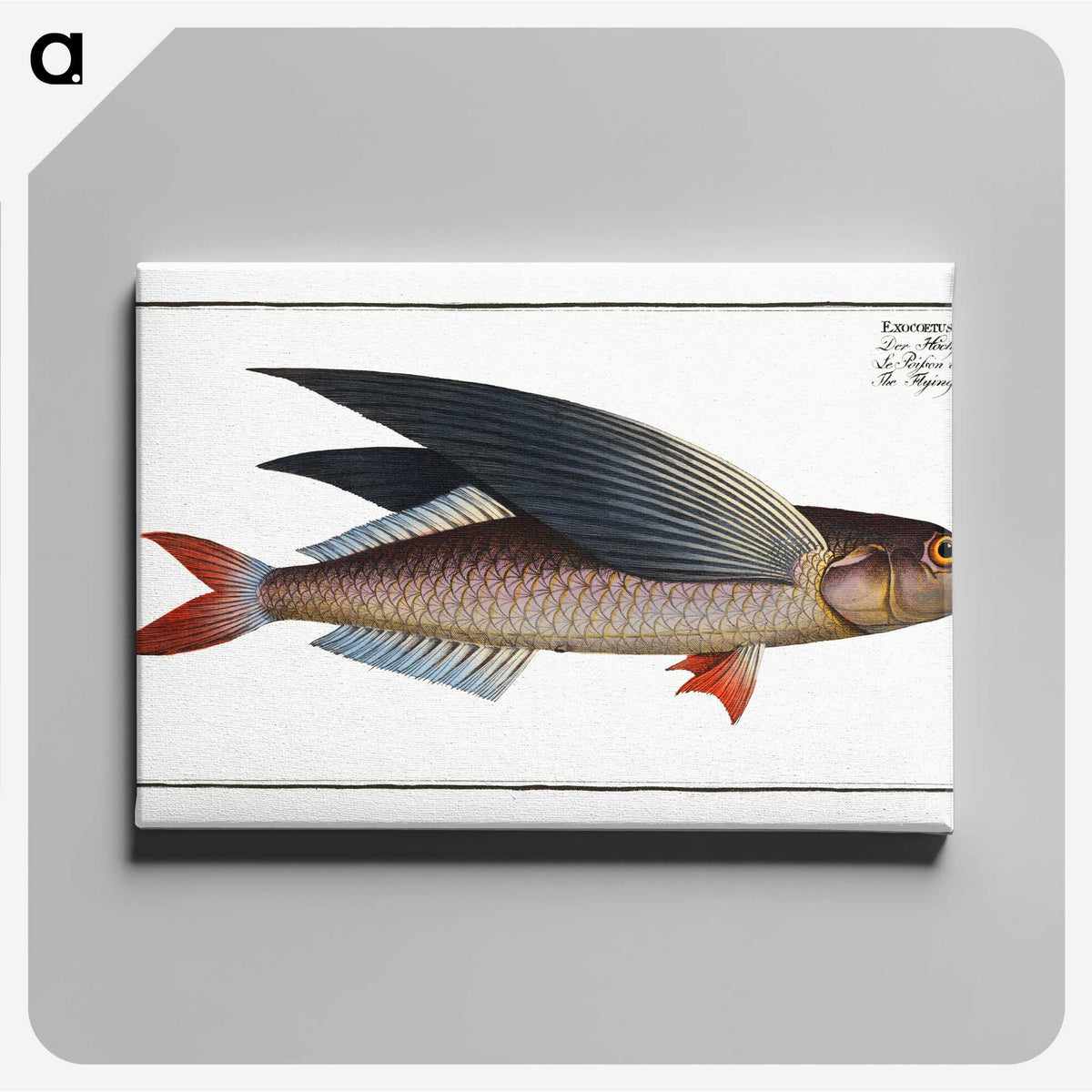 1-49_Ichtyologie-ou-Histoire-naturelle_canvas