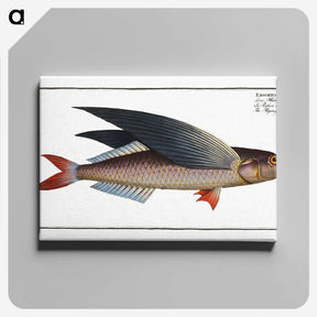 1-49_Ichtyologie-ou-Histoire-naturelle_canvas