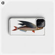 1-49_Ichtyologie-ou-Histoire-naturelle_phone