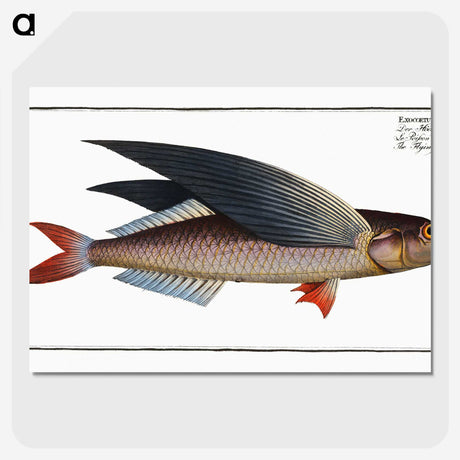 1-49_Ichtyologie-ou-Histoire-naturelle_picture-crop
