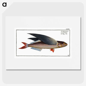 1-49_Ichtyologie-ou-Histoire-naturelle_picture