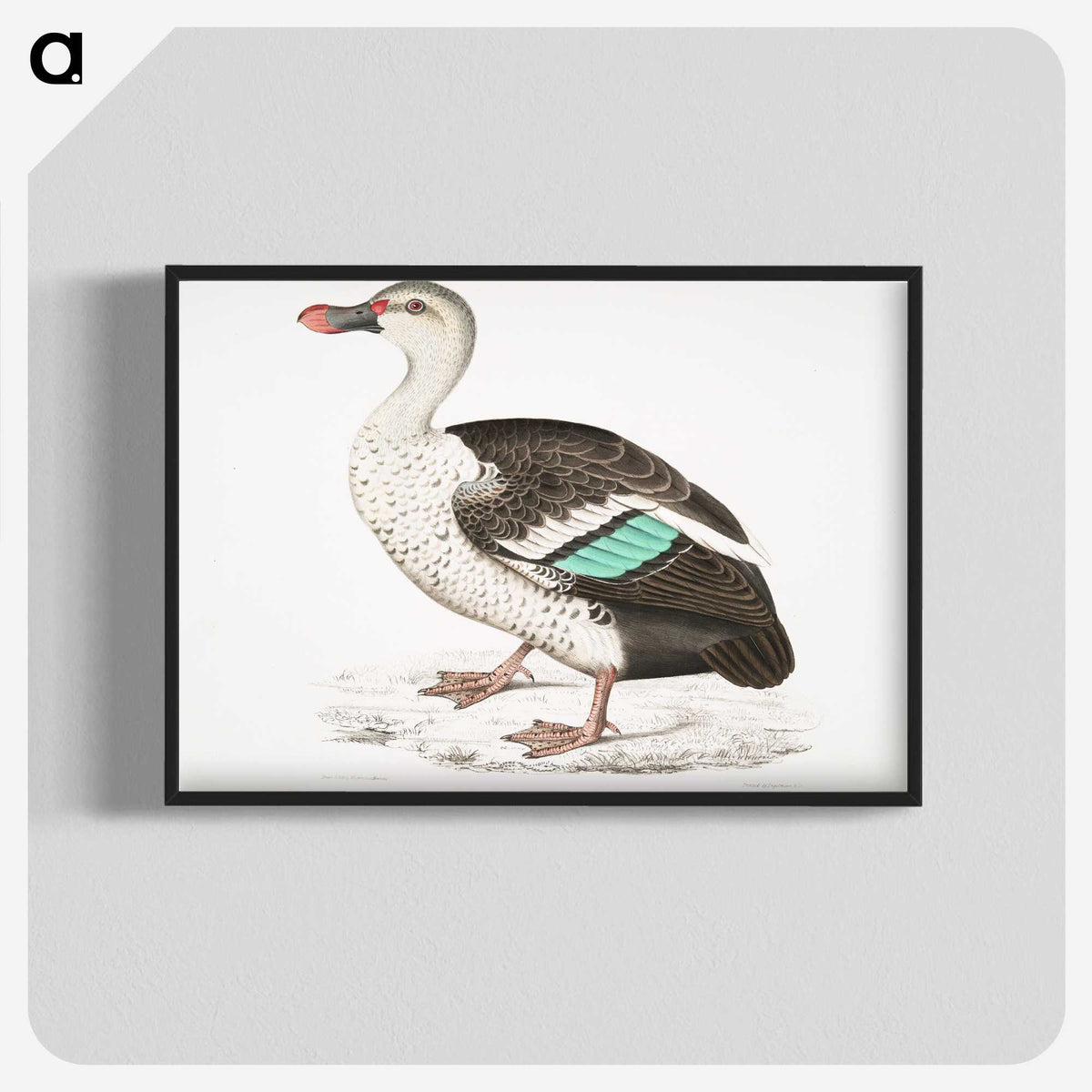 1-49_Indian-Zoology_blk-crop