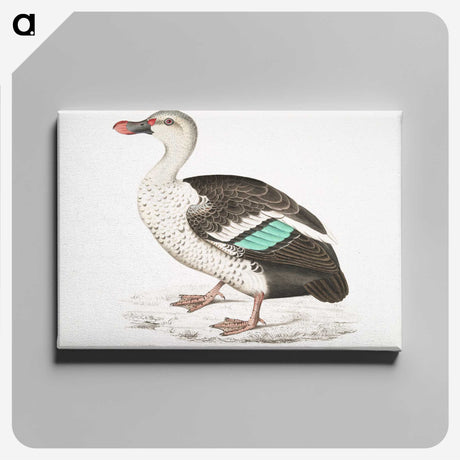1-49_Indian-Zoology_canvas