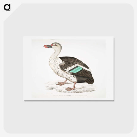 1-49_Indian-Zoology_hagaki