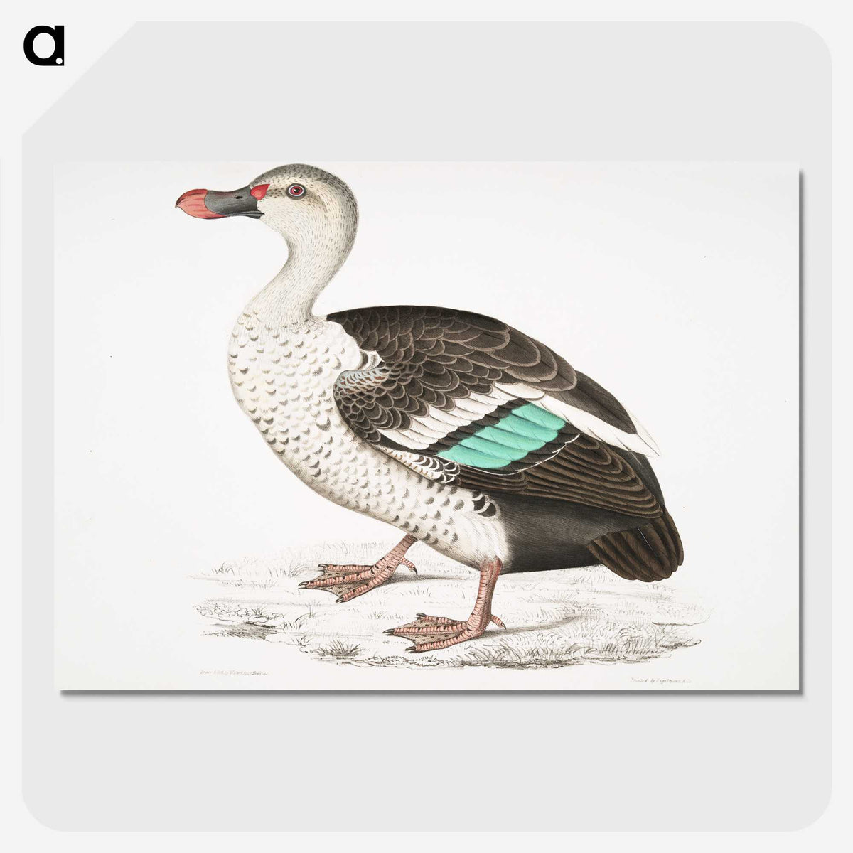 1-49_Indian-Zoology_picture-crop