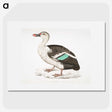 1-49_Indian-Zoology_picture