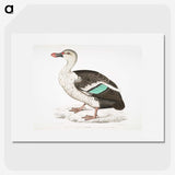 1-49_Indian-Zoology_picture