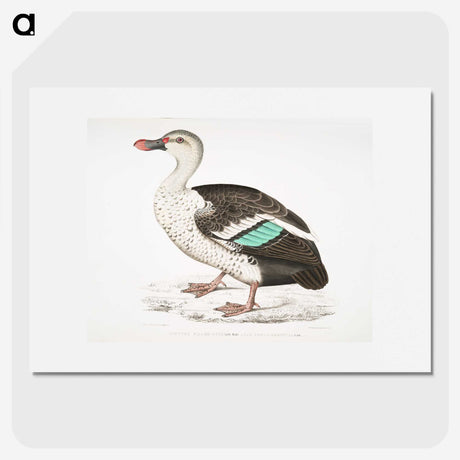 1-49_Indian-Zoology_picture