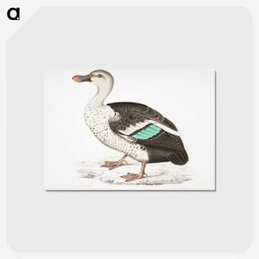 1-49_Indian-Zoology_postcard
