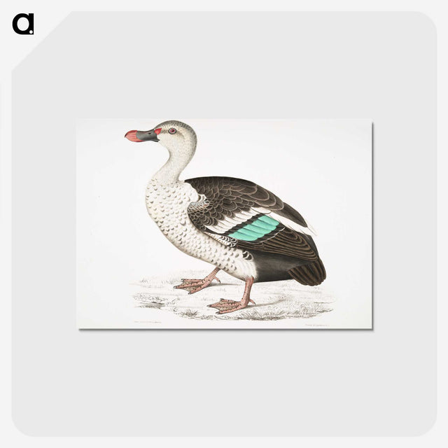 1-49_Indian-Zoology_postcard