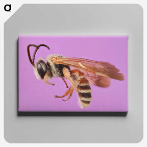 1-49_Insects-Unlocked-Project_canvas