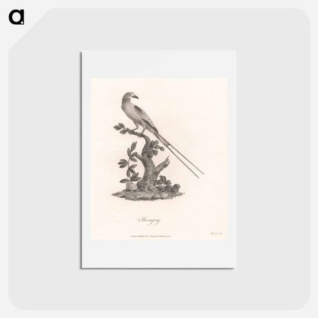 アートポストカード-Sheregrig
 - ジェームス ヒース Postcard.