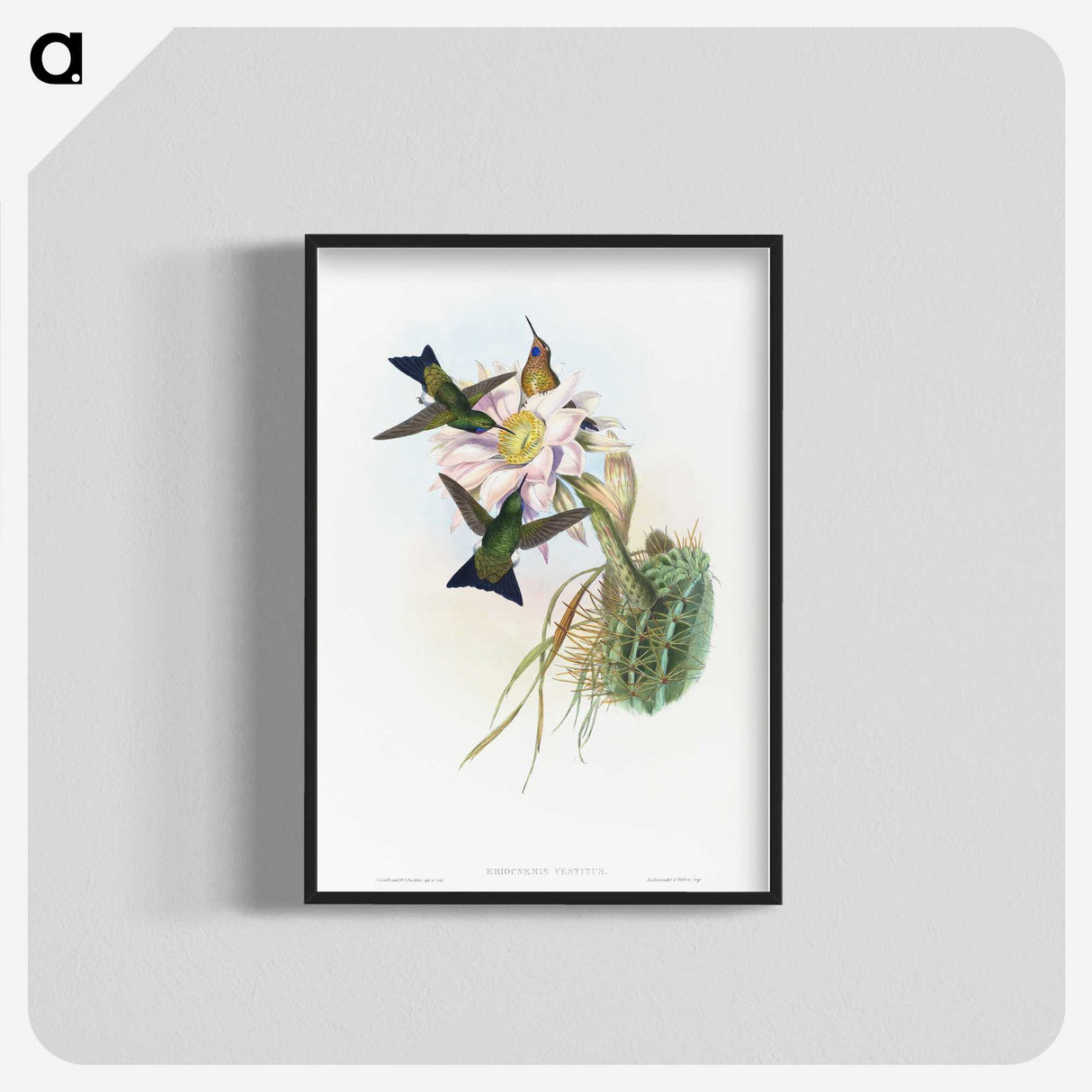 1-49_John-Gould_blk-crop