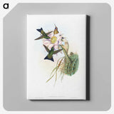 1-49_John-Gould_canvas