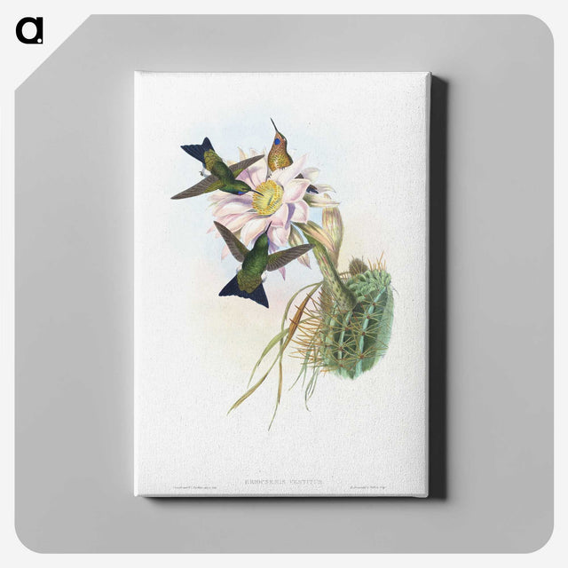 1-49_John-Gould_canvas
