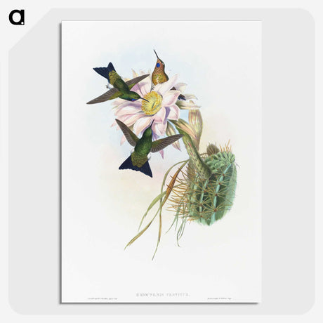 1-49_John-Gould_picture-crop