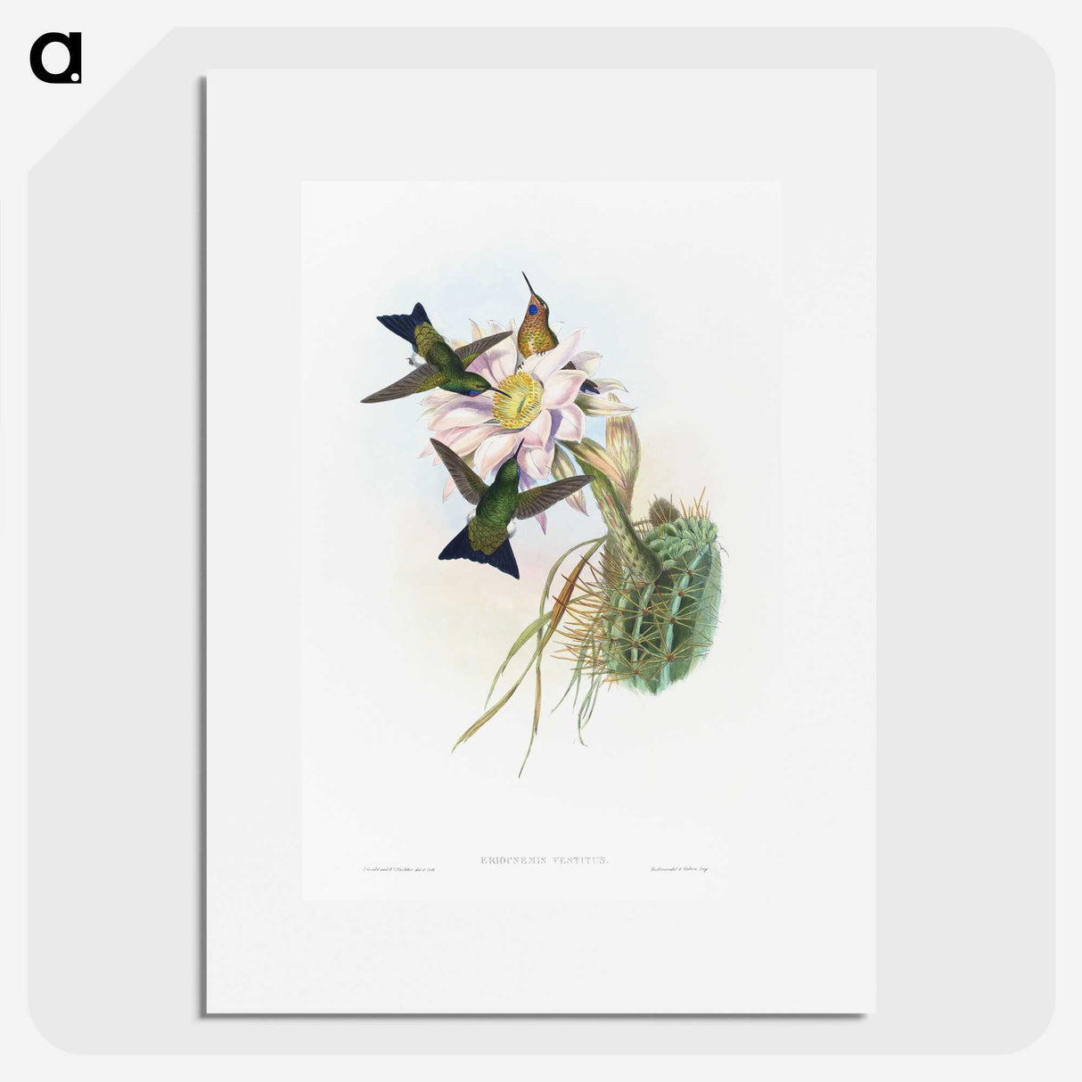 1-49_John-Gould_picture