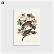 アートポストカード-Band-tailed Pigeon
 - ジョン ジェームス オーデュボン Postcard.