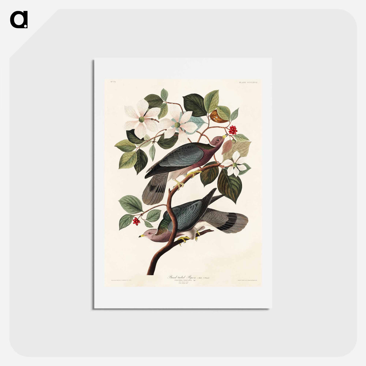 アートポストカード-Band-tailed Pigeon
 - ジョン ジェームス オーデュボン Postcard.